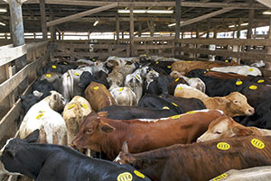 Cattle auction