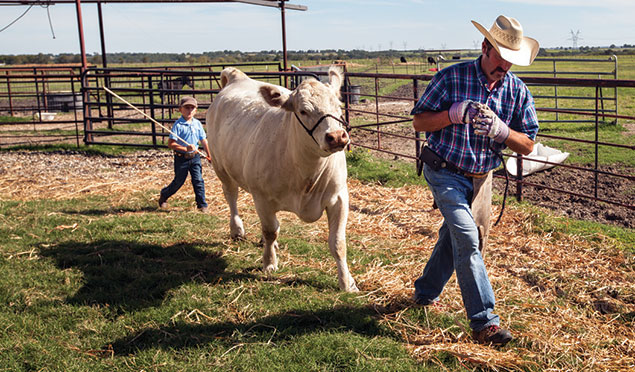 Eric DeBorde watches a cow walk