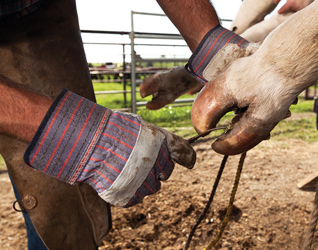 Eric DeBorde thoroughly cleans and examines a hoof