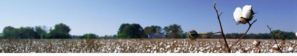Cotton